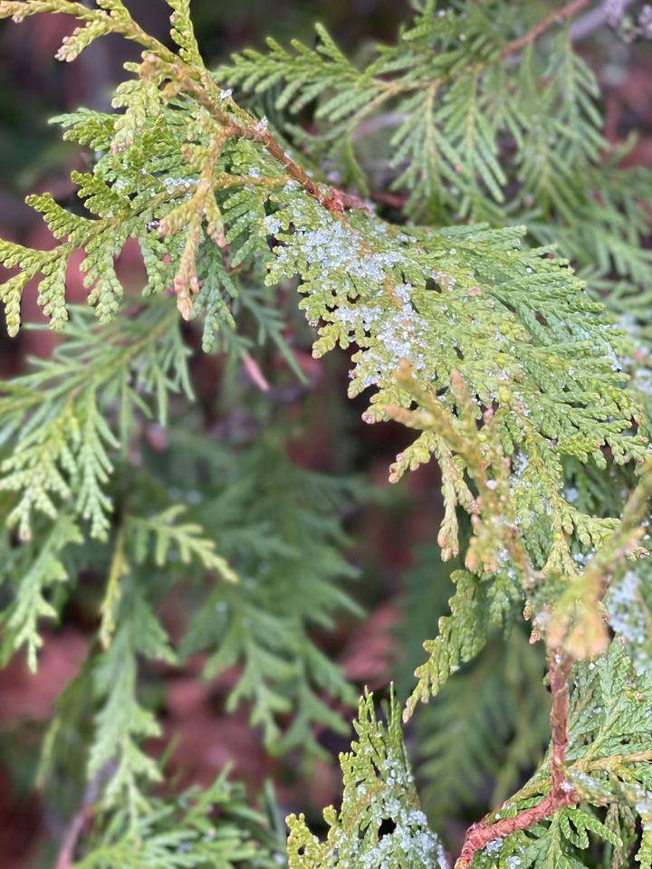 Close up of evergreen tree leaves with snow crystals on it