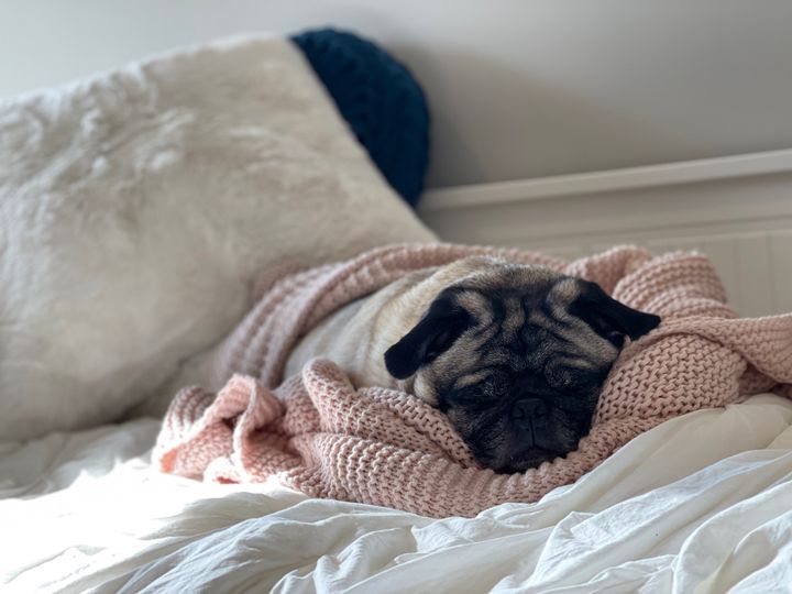 My pug Bowie cuddled in a pink knit blanked, asleep.